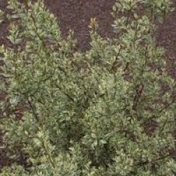 Rhamnus alaternus 'Argenteovariegata'