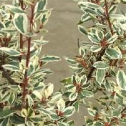 Rhamnus alaternus 'Argenteovariegata' - Nerprun panach�