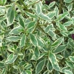 Rhamnus alaternus 'Argenteovariegata'