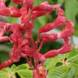 Aesculus pavia 'Atrosanguinea'