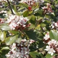 Rhaphiolepis umbellata - Rhaphiolepis umbellata