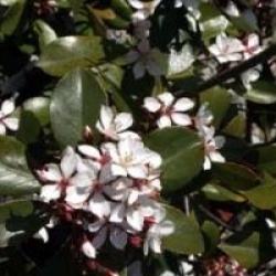 Rhaphiolepis umbellata