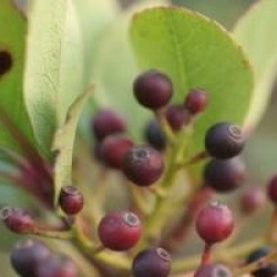 Rhaphiolepis umbellata