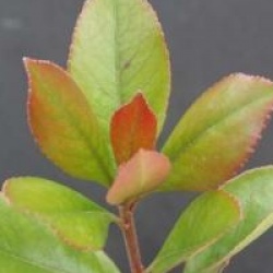 Rhaphiolepis umbellata