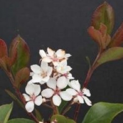 Rhaphiolepis umbellata