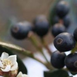 Rhaphiolepis umbellata f. ovata