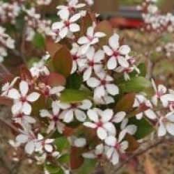 Rhaphiolepis umbellata f. ovata