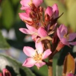 Rhaphiolepis x delacourii