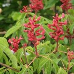 Aesculus pavia 'Atrosanguinea'