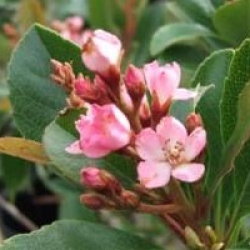 Rhaphiolepis x delacourii 'Coates Crimson'