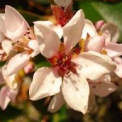 Rhaphiolepis x delacourii 'Kerdalo'