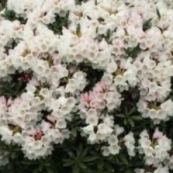 Rhododendron 'Edelweiss' - Rhododendron yakushimanum Edelweiss