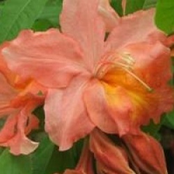 Rhododendron 'Mount St Helens'