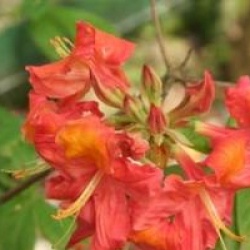 Rhododendron 'Mount St Helens'
