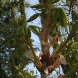 Aesculus x carnea 'Briotii'