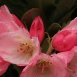 Rhododendron 'Ar Brug'