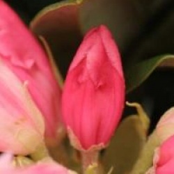 Rhododendron 'Ar Brug'