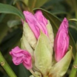 Rhododendron 'Daniel Gelin' - Rhododendron yakushimanum Daniel Gelin