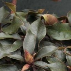 Rhododendron 'Ebony Pearl'