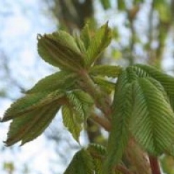 Aesculus x carnea 'Briotii'