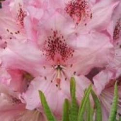 Rhododendron 'Albert Schweitzer'