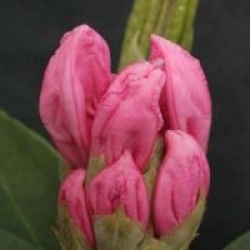 Rhododendron 'Albert Schweitzer'