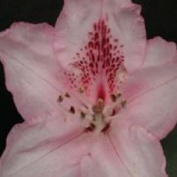 Rhododendron 'Albert Schweitzer'