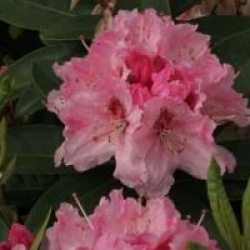 Rhododendron 'Albert Schweitzer'