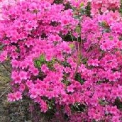 Rhododendron 'Amoenum'