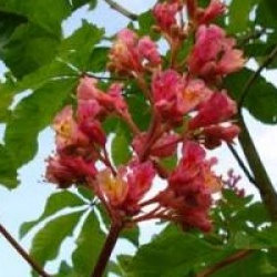 Aesculus x carnea 'Briotii'