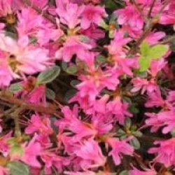 Rhododendron 'Amoenum'