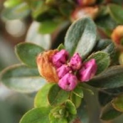 Rhododendron 'Amoenum'