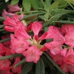 Rhododendron hybride Ana