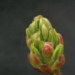 Rhododendron 'Anneke' - Azal�e caduque Anneke