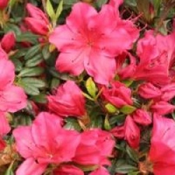 Rhododendron 'Arabesk'