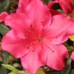 Rhododendron 'Arabesk'