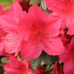 Rhododendron 'Arabesk'