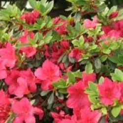 Rhododendron 'Arabesk'