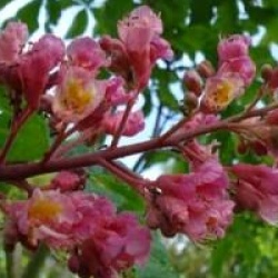 Aesculus x carnea 'Briotii'