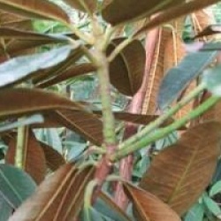 Rhododendron arboreum subsp. cinnamomeum