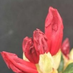 Rhododendron 'Baden-Baden'