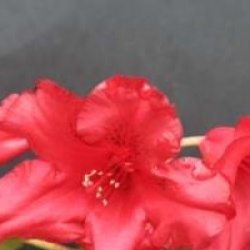 Rhododendron 'Baden-Baden' - Rhododendron nain Baden-Baden