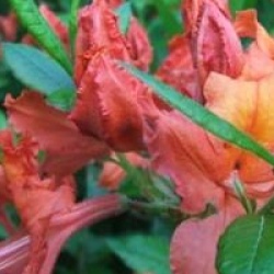 Rhododendron 'Balzac'