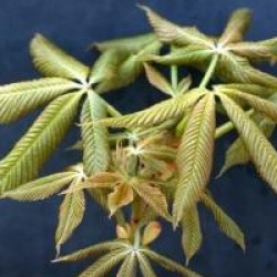 Aesculus x mutabilis 'Induta'