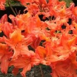 Rhododendron 'Balzac'