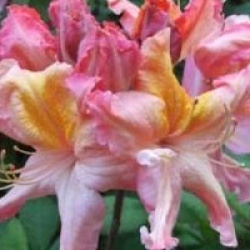 Rhododendron 'Berryrose' - Azal�e caduque Berryrose