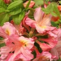 Rhododendron 'Berryrose'