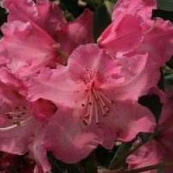 Rhododendron 'Betty Wormald' - Rhododendron Betty Wormald