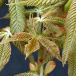 Aesculus x mutabilis 'Induta'