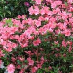 Rhododendron 'Blaauw's Pink'
